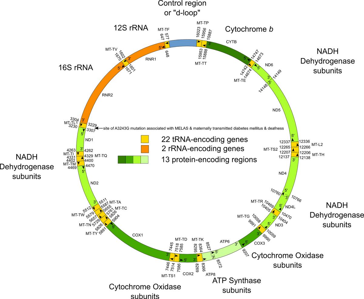 Mitochondriopathie